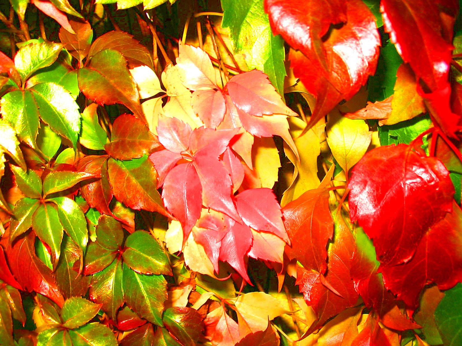 Nature Leaf Wallpaper