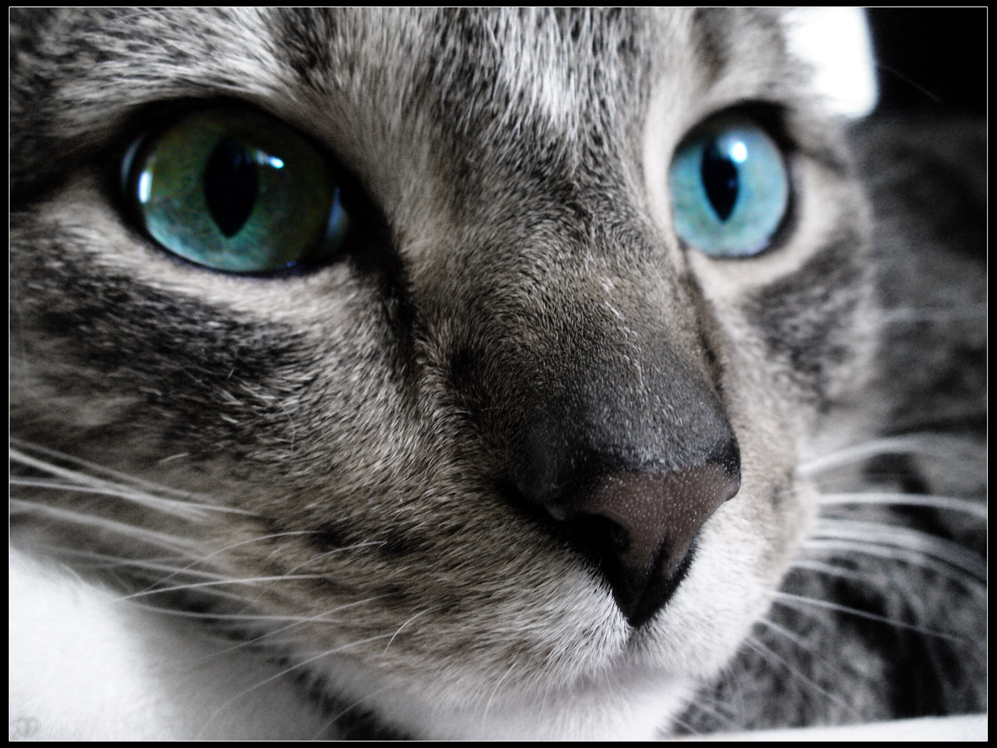 Close-up of crystal blue cat eyes.