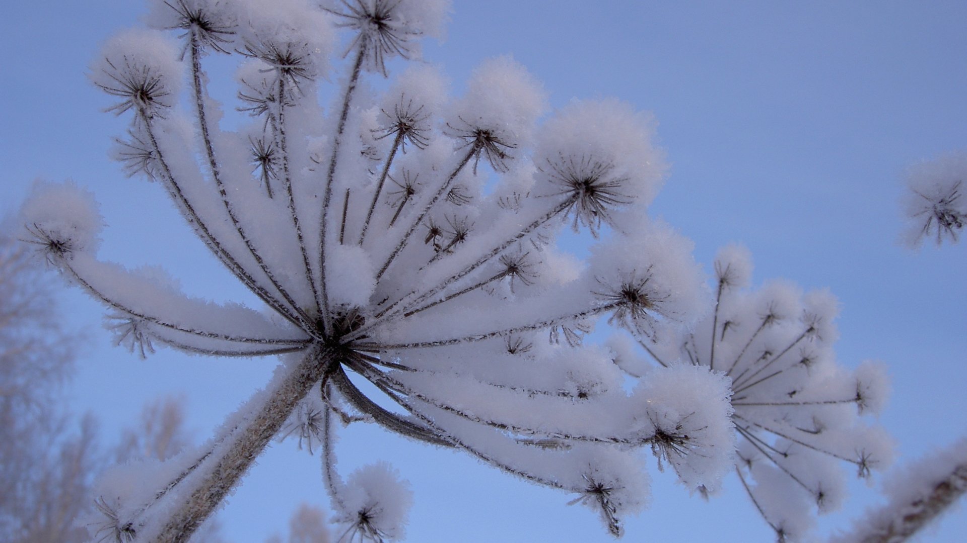 HD PC desktop wallpaper background: close-up of a plant's frost-tipped seed heads against a pale blue winter sky, a serene nature scene.