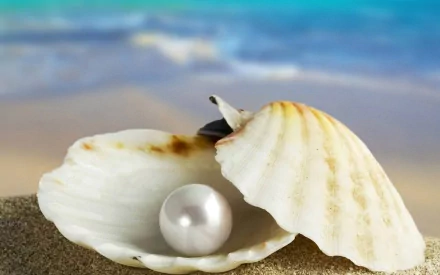 nature shell HD Desktop Wallpaper | Background Image