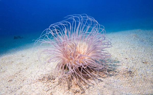 sea life Animal sea anemone HD Desktop Wallpaper | Background Image