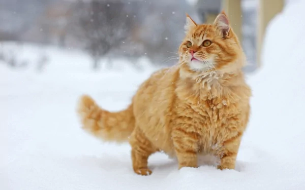 A fluffy orange tabby cat stands alert in the snow during winter, captured in high-definition for a PC desktop wallpaper and background.