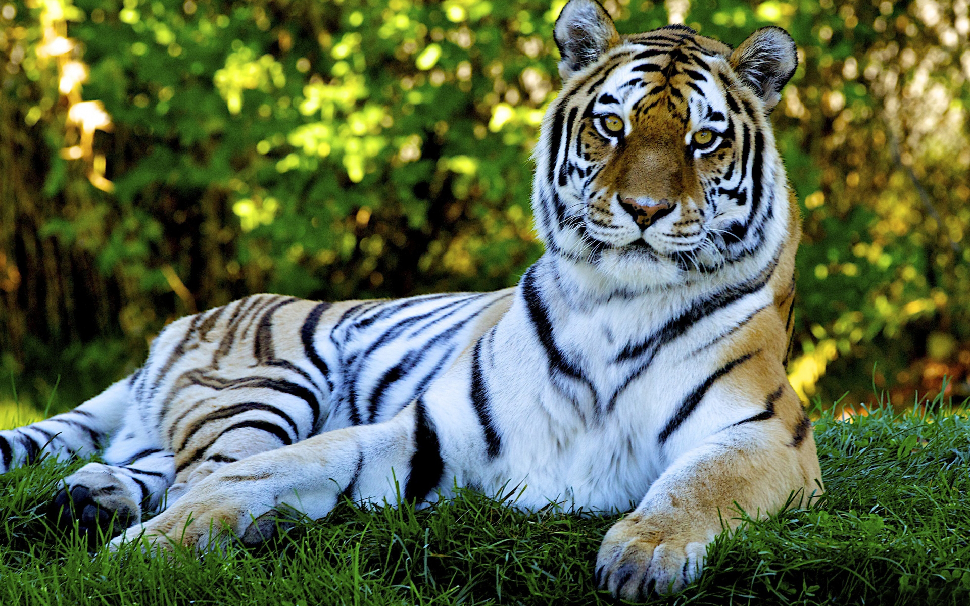  Tigre  HD  Wallpaper  Sfondo 1920x1200 ID 210711 