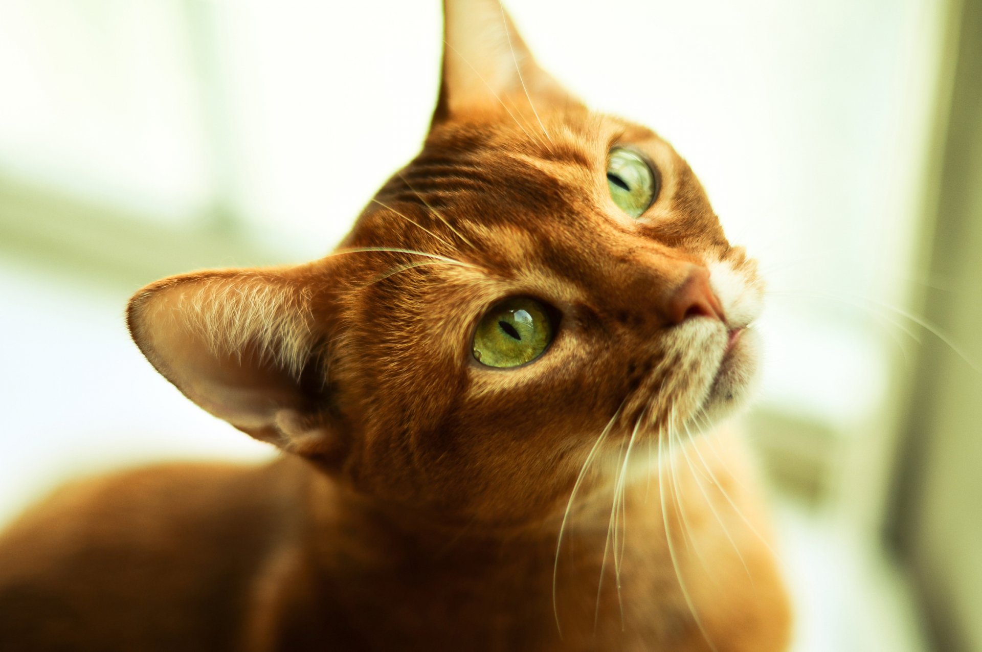 HD PC desktop wallpaper featuring a close-up of a ginger cat with striking green eyes looking upwards in soft natural light.