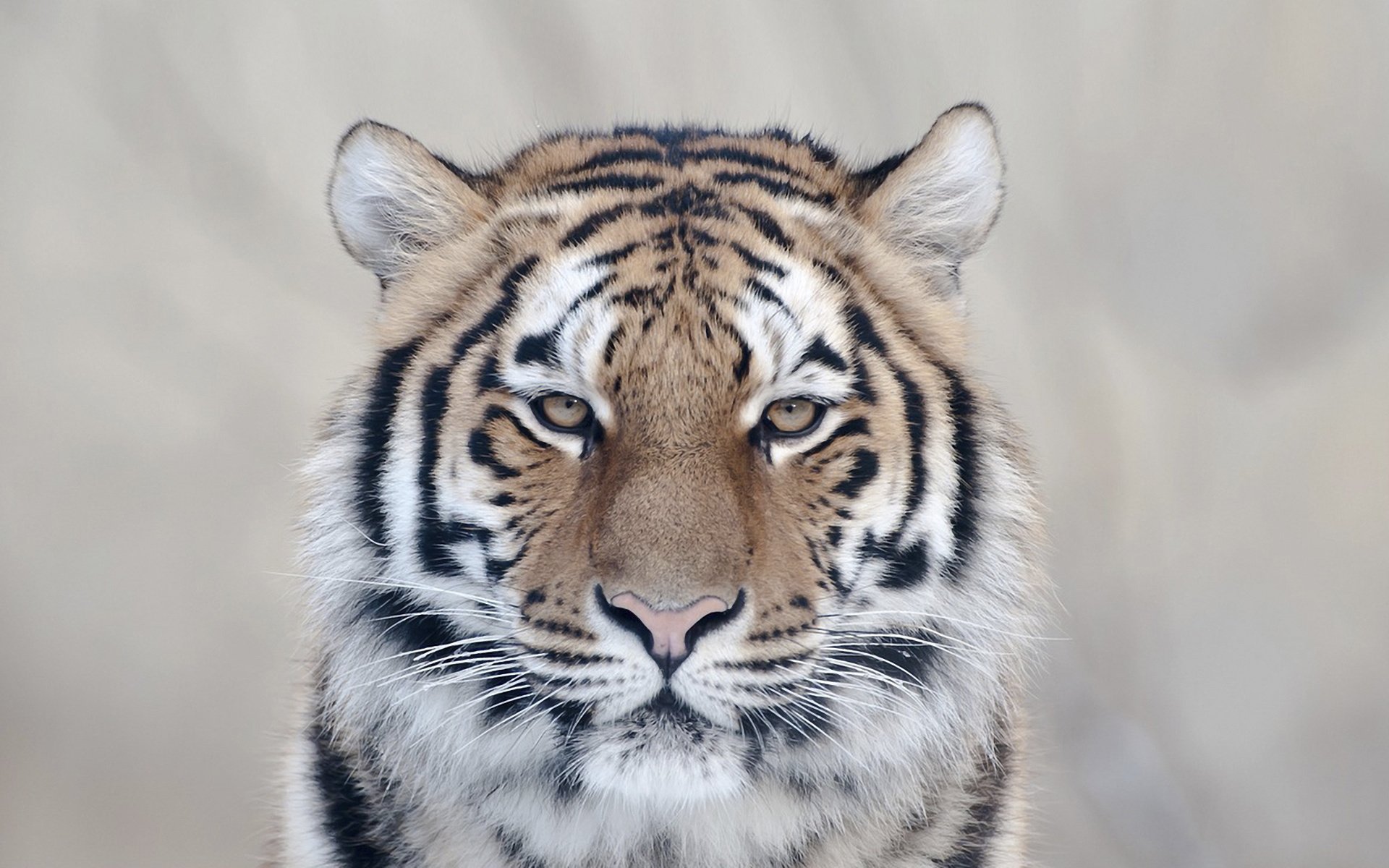 Download Animal Tiger  HD Wallpaper