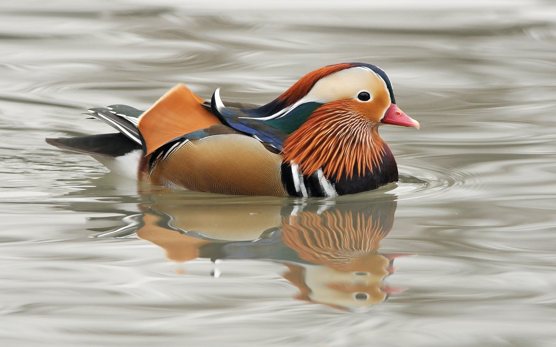 HD desktop wallpaper featuring a vibrant mandarin duck swimming calmly on reflective water.
