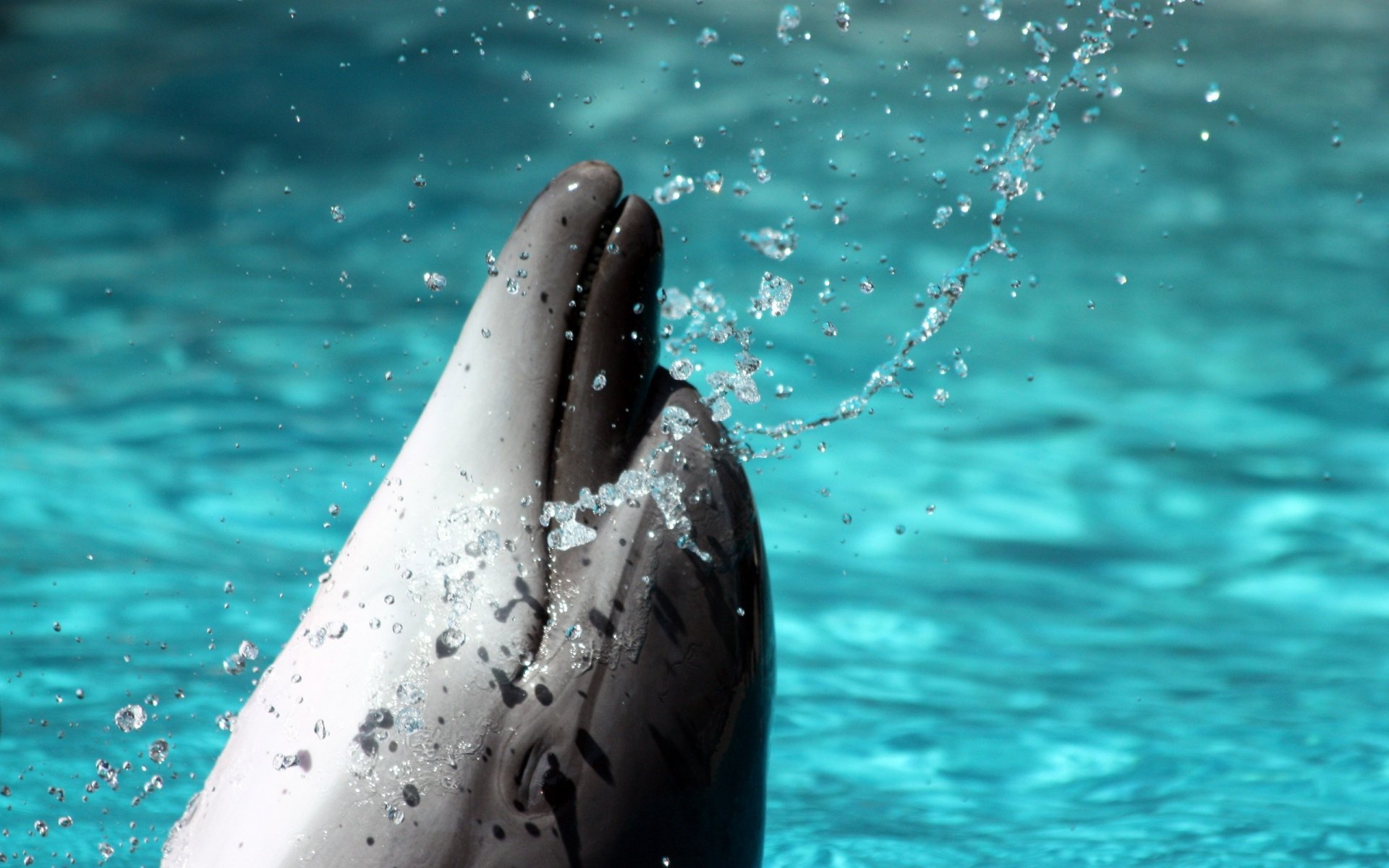 HD PC desktop wallpaper featuring a close-up of a dolphin emerging from clear blue water with droplets splashing around.