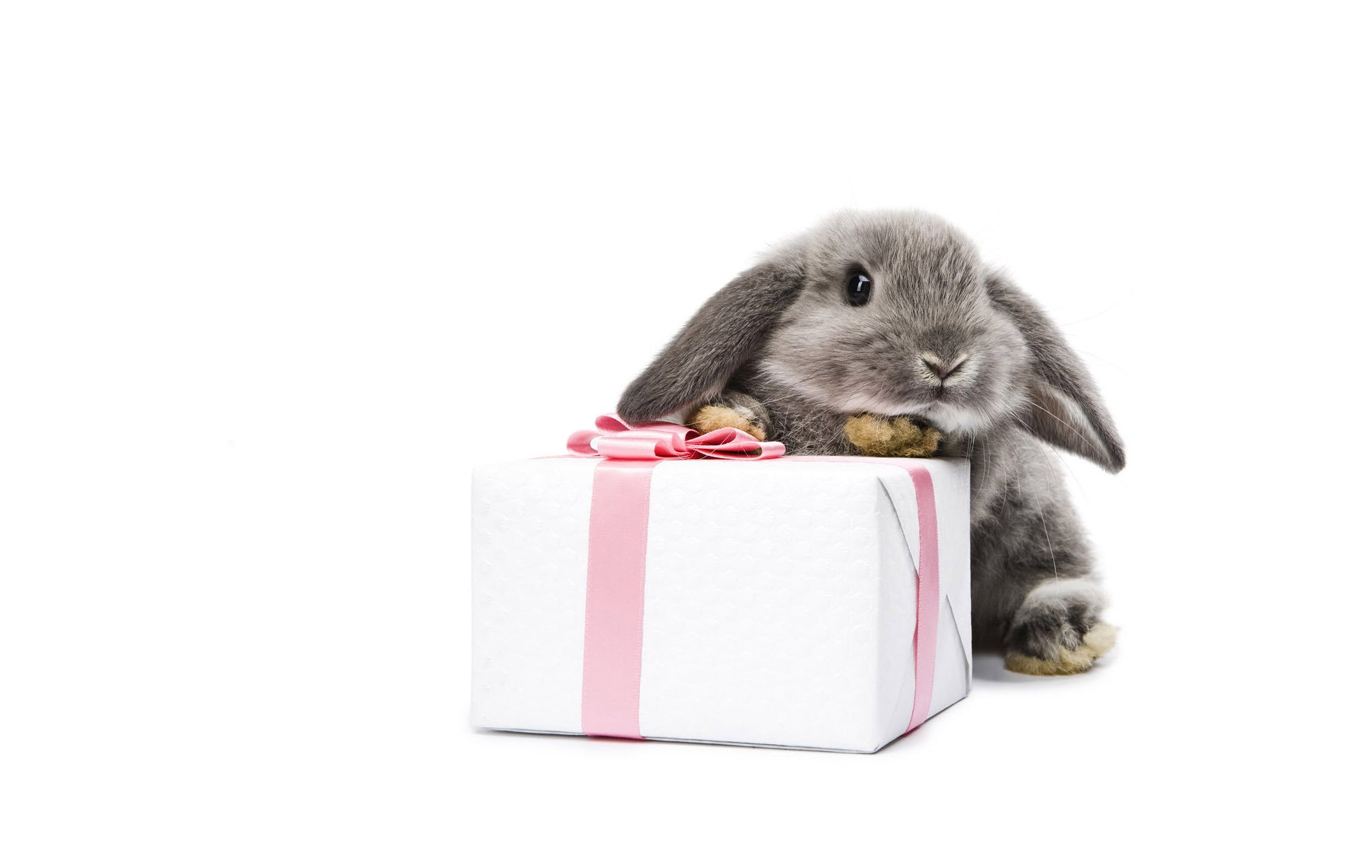 Adorable Rabbit HD Wallpaper with Gift Box Charm