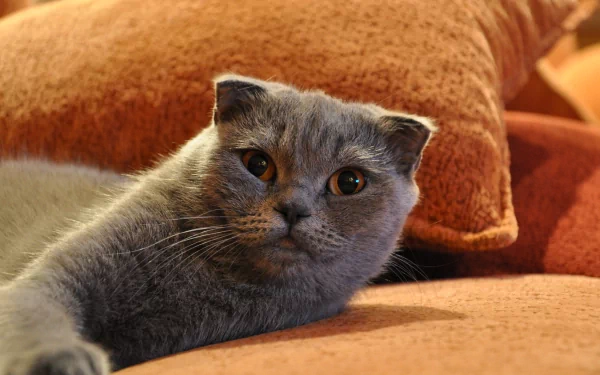  Scottish Fold House Cat