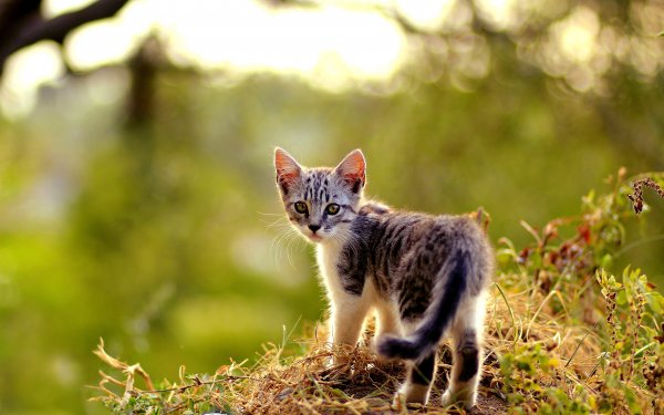 Animal Cat Cats Kitten Grass HD Wallpaper | Background Image