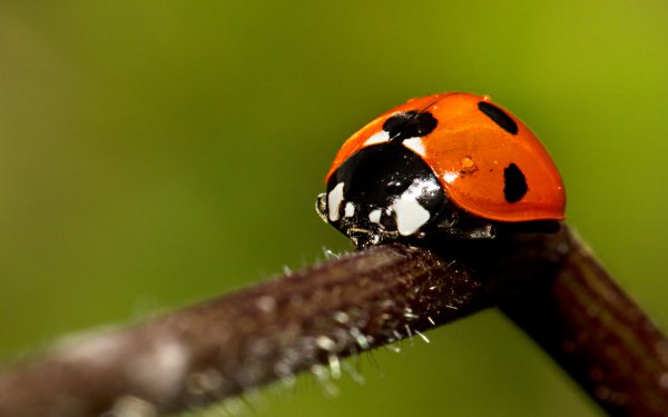 Animal Ladybug Bug HD Wallpaper | Background Image