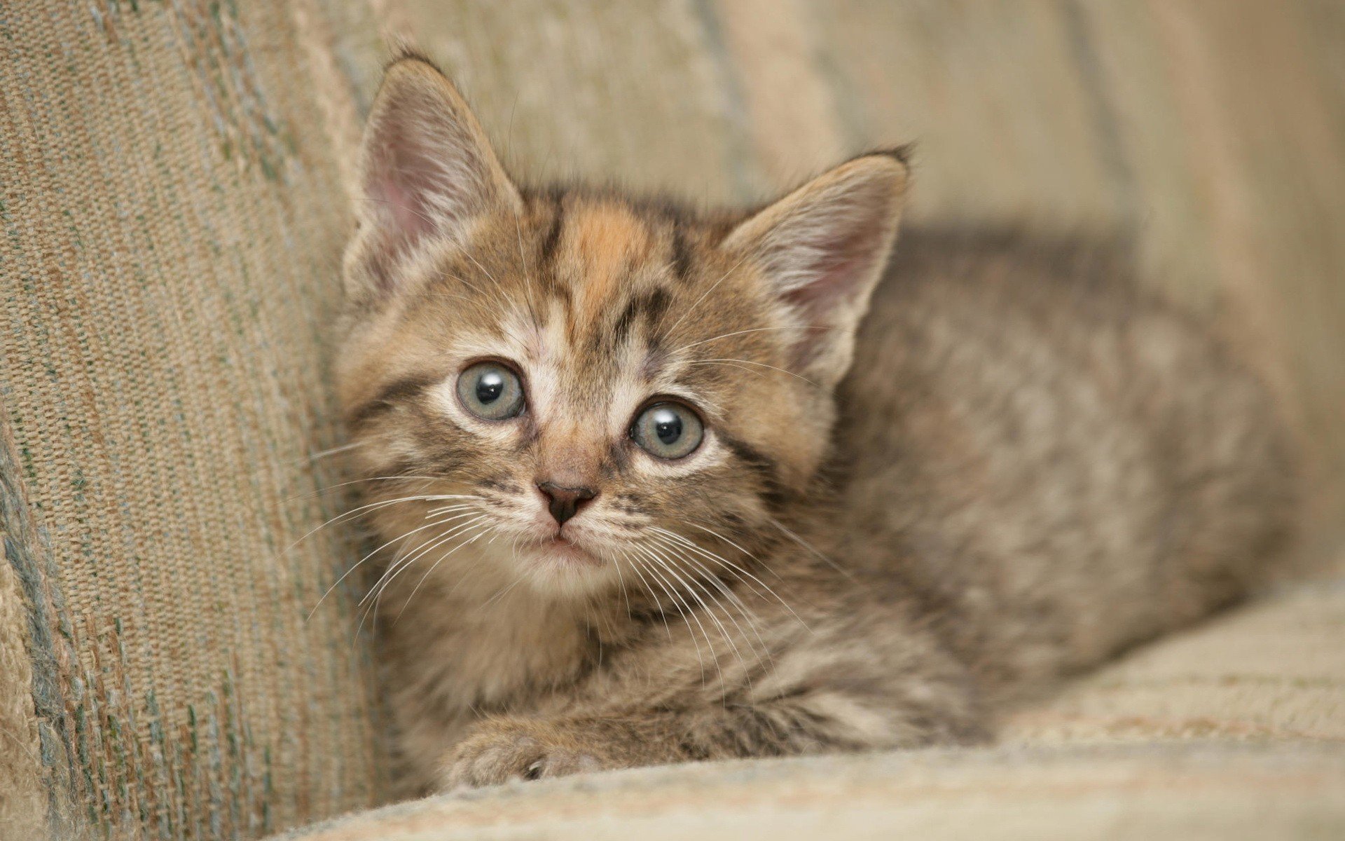 HD PC desktop wallpaper featuring a close-up of a small tabby kitten with blue eyes resting on a textured beige surface.