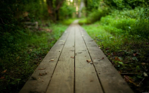 HD desktop wallpaper featuring a man-made wooden boardwalk winding through a lush, green forest.