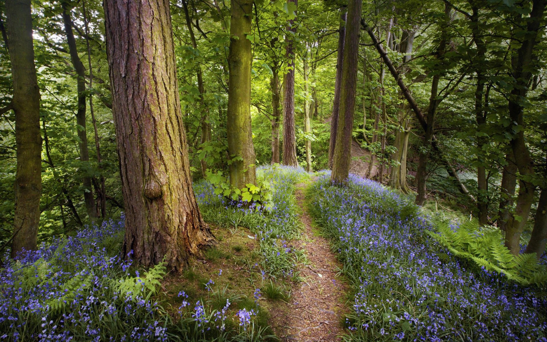 Лагает the forest