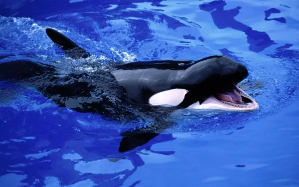 HD desktop wallpaper featuring a killer whale swimming in vibrant blue water, capturing the grace and power of this majestic animal.
