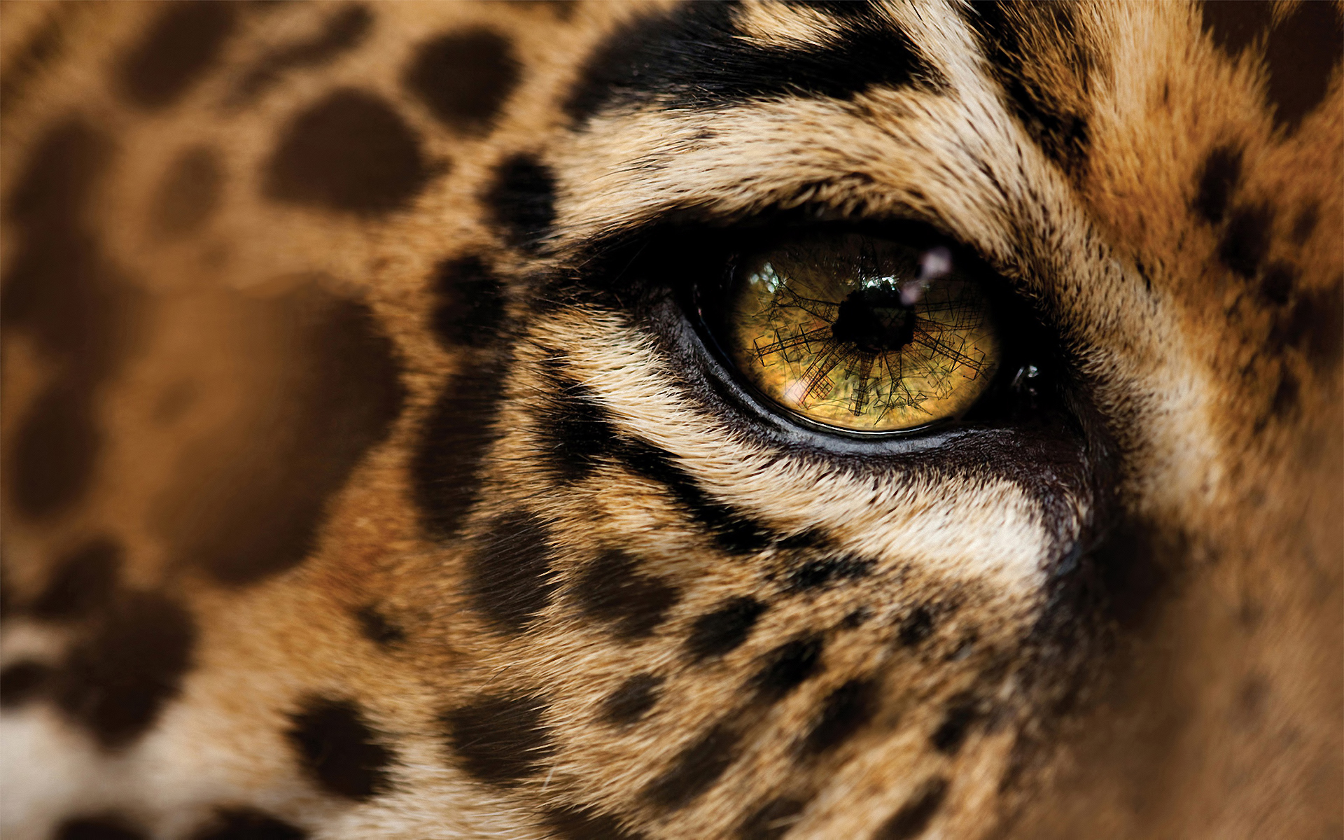 Animal Jaguar HD Wallpaper | Background Image