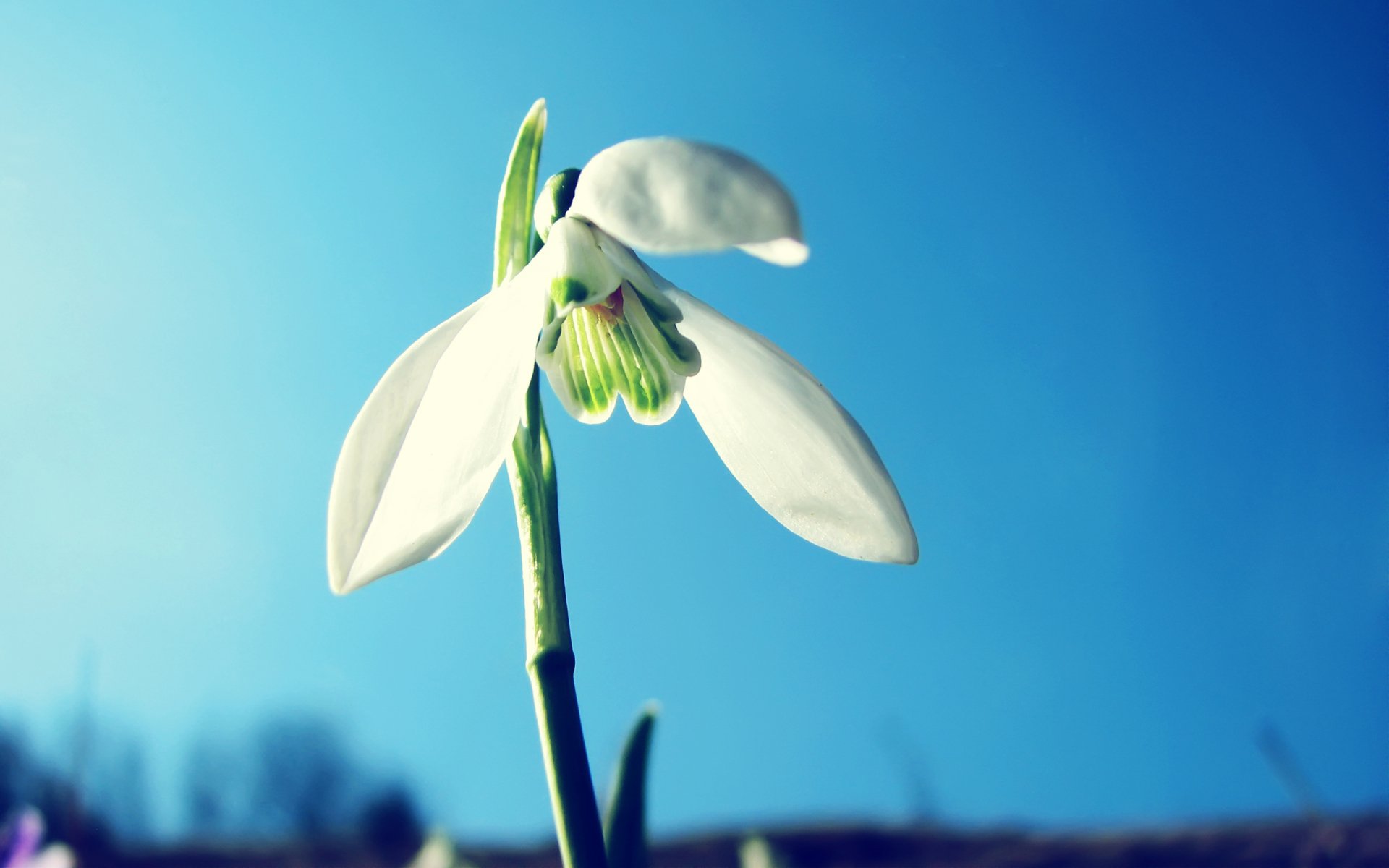 Download Flower Nature Snowdrop HD Wallpaper