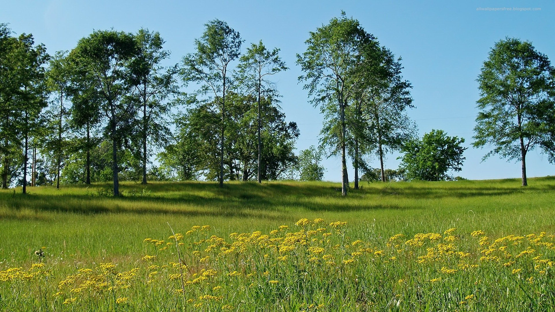 HD PC desktop wallpaper background: nature landscape of a sunlit meadow with yellow wildflowers and a row of tall trees beneath a clear blue sky.