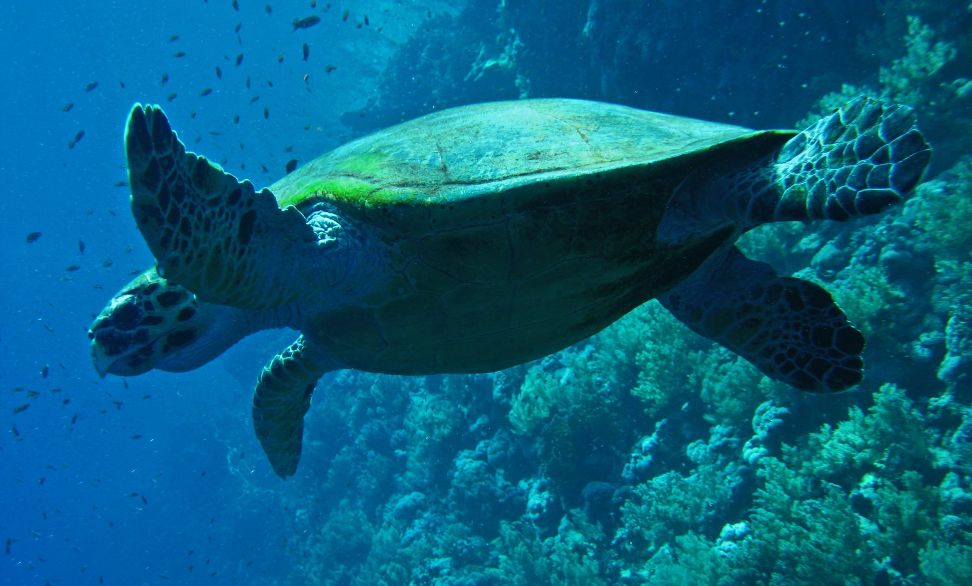 Majestic Sea Turtle in Crystal Clear Ocean - HD Wallpaper | 2650x1600 ...