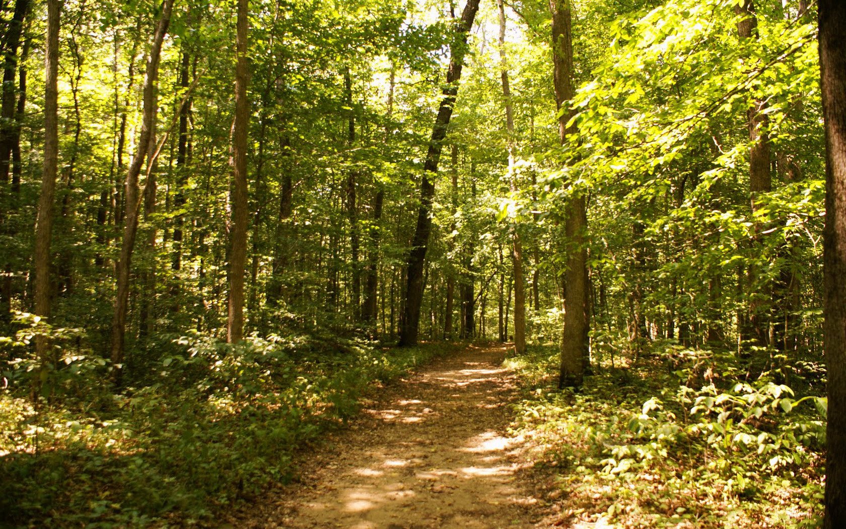 nature-path-wallpaper