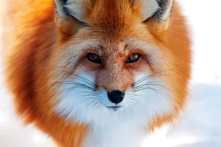 Close-up HD desktop wallpaper of a red fox with vibrant orange fur and intense eyes against a soft, snowy background.