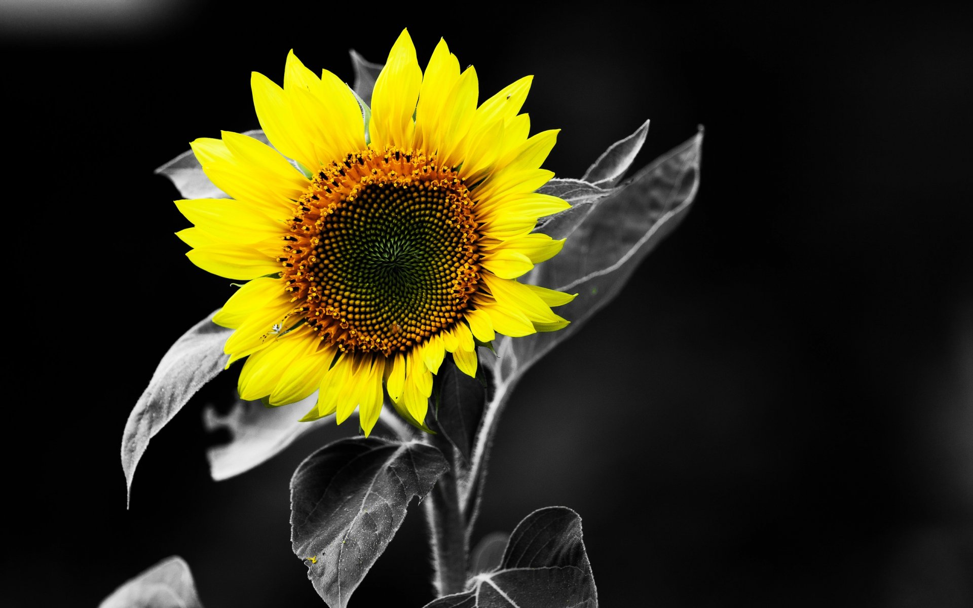 Sunflower wallpaper. Подсолнухи. Черный подсолнух. Подсолнухи обои. Подсолнух на черном фоне.