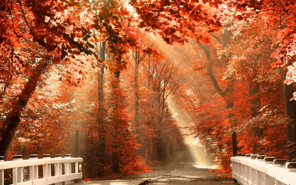 A breathtaking scenic view of a forest path with vibrant autumn leaves, bathed in warm sunlight, creating the perfect HD desktop wallpaper and background for nature enthusiasts.
