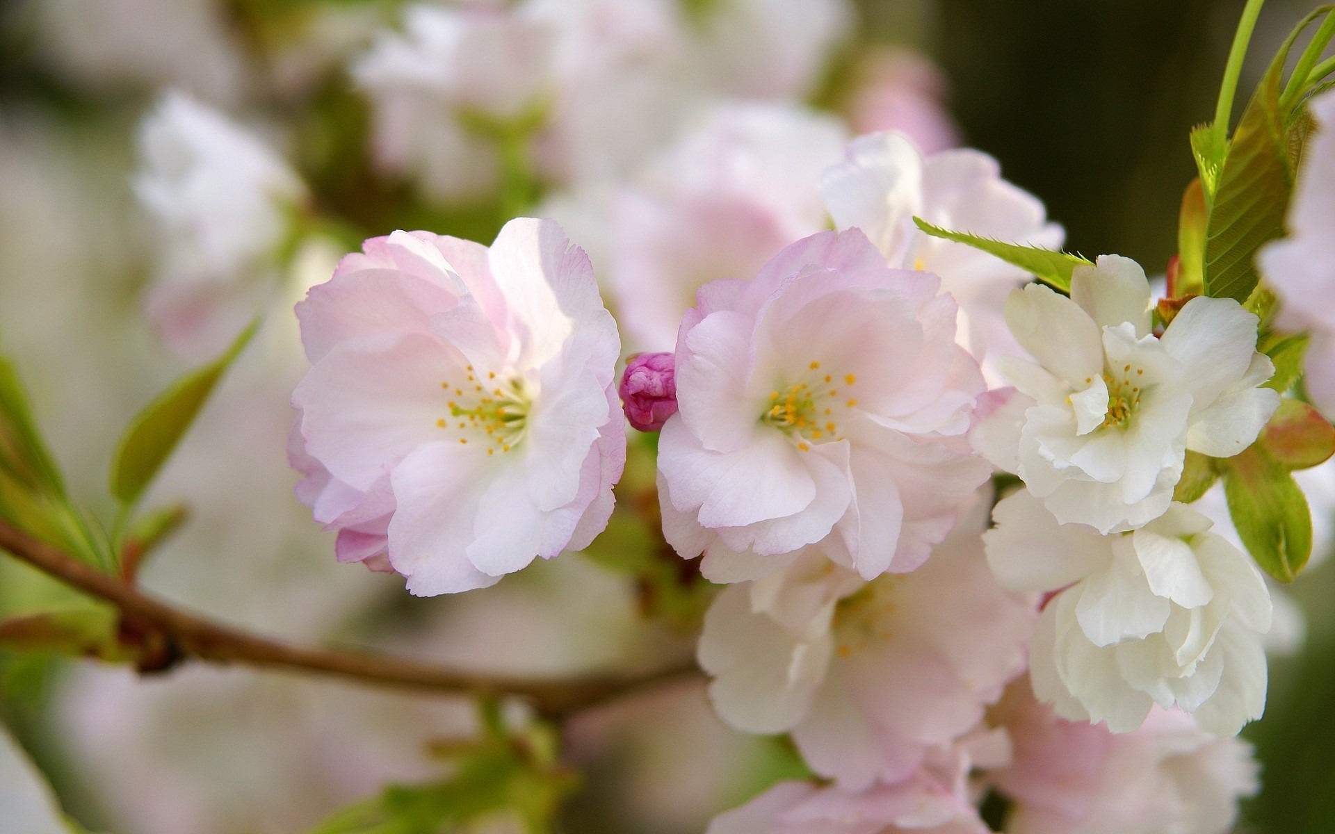 Nature Blossom Hd Wallpaper