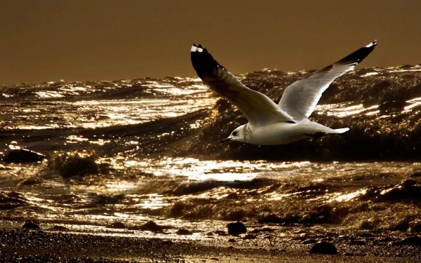 beach bird artistic tranquil HD Desktop Wallpaper | Background Image