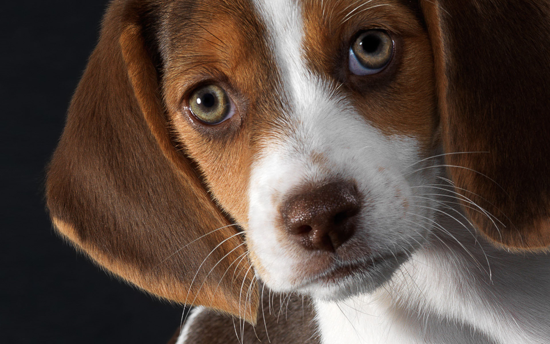 Beagle Puppy Full HD Wallpaper and Background Image | 1920x1200 | ID:219211