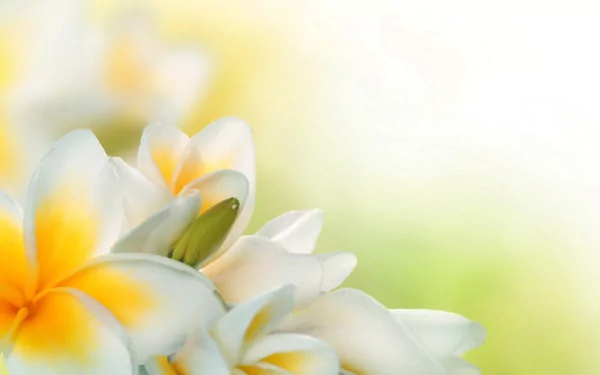 nature frangipani HD Desktop Wallpaper | Background Image