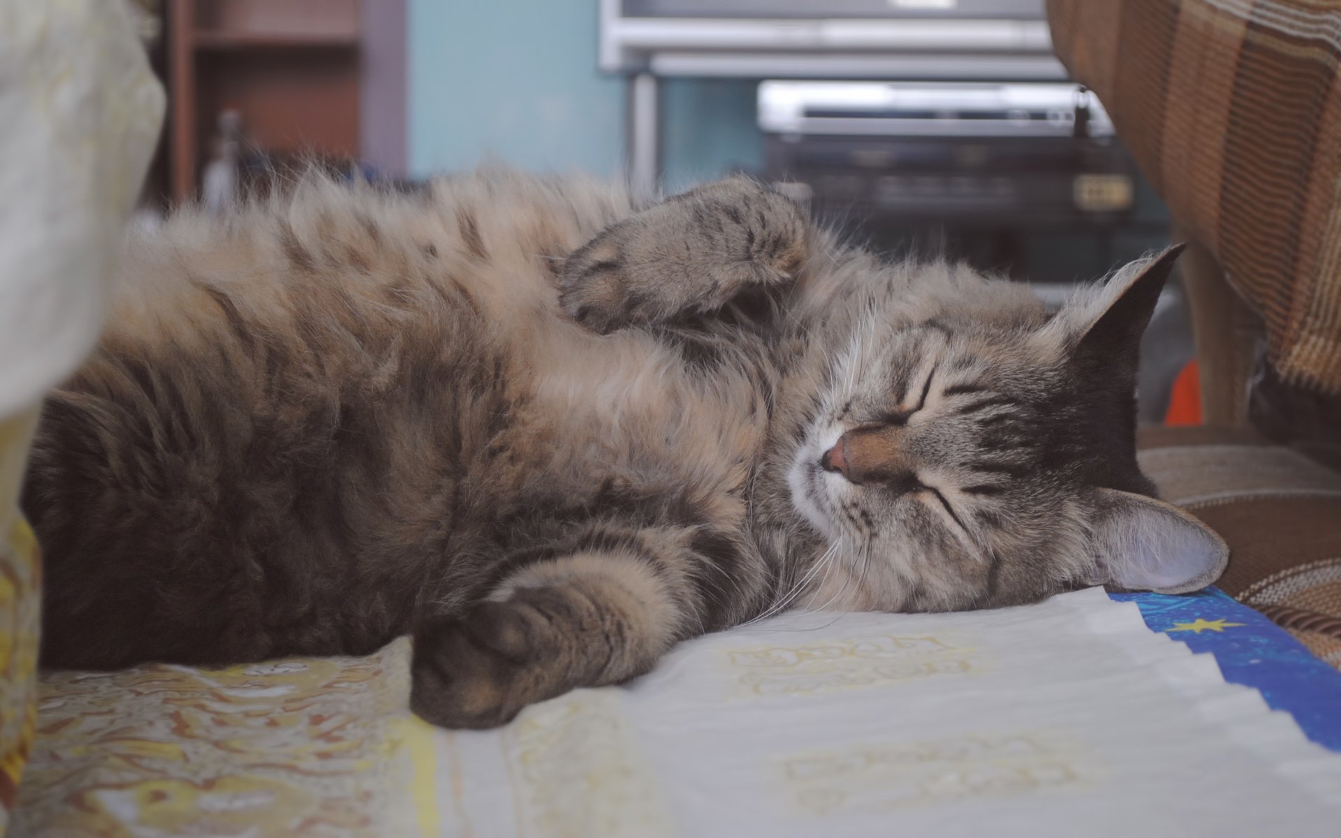 Пушистые котята спят. Спящий пушистый кот. Сонный кот. Сонные коты пушистые.