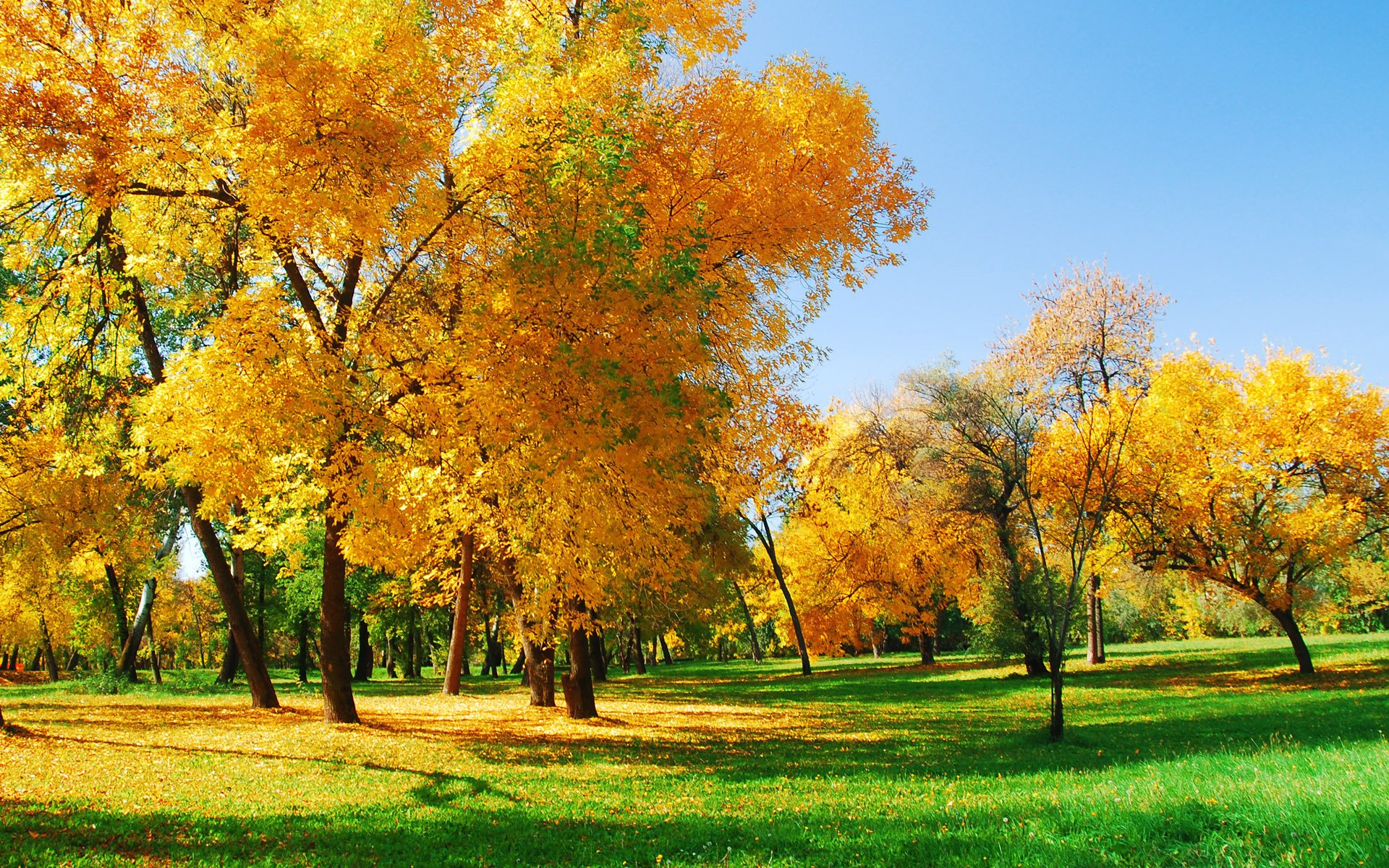 Golden Canopy — Fall HD Wallpaper | 1920x1200 | Wallpaper Abyss