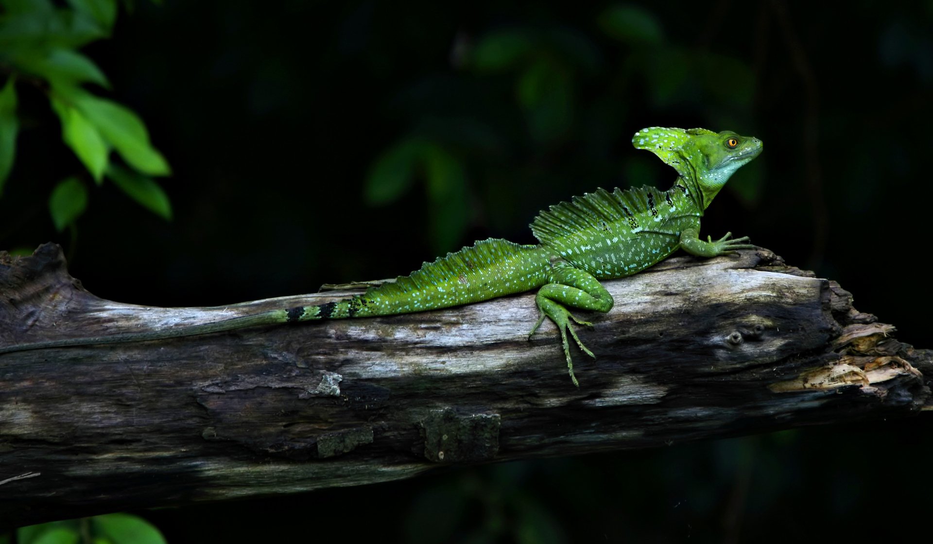 HD PC desktop wallpaper featuring a detailed green basilisk lizard perched on a branch against a dark, blurred natural background.