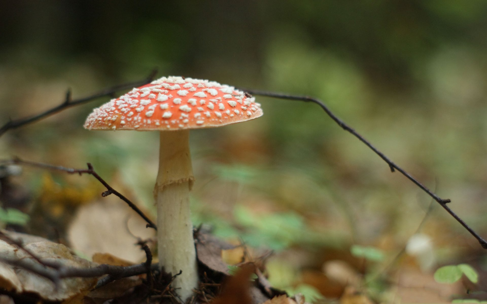 Download Nature Mushroom Hd Wallpaper