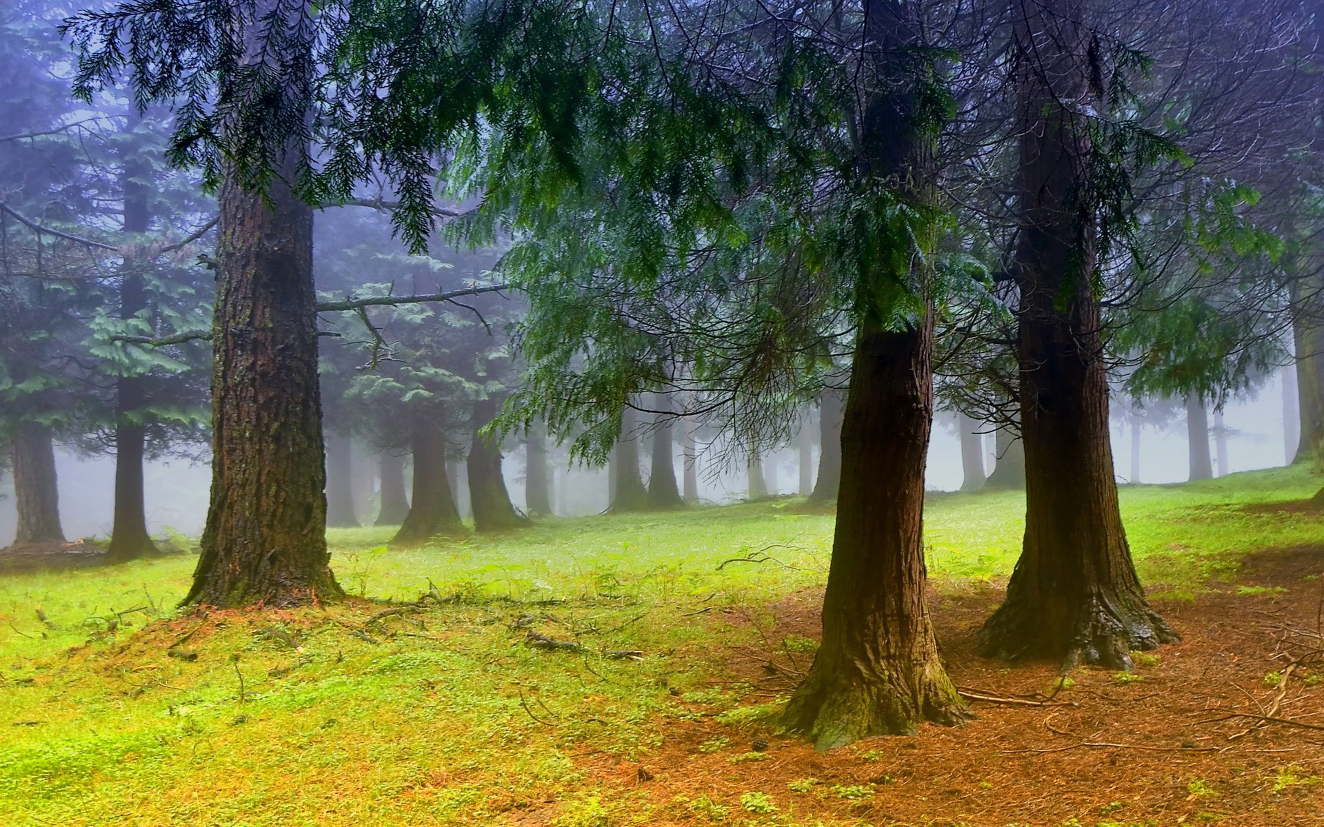 HD PC desktop wallpaper, nature forest: misty evergreen woods with tall trunks, a mossy green floor and soft light filtering through fog.