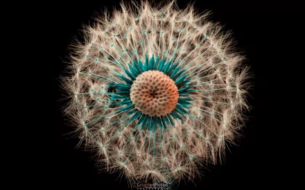 nature dandelion HD Desktop Wallpaper | Background Image