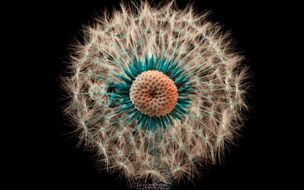 HD PC desktop wallpaper featuring a close-up of a dandelion seed head with intricate details against a black background, highlighting natural beauty.