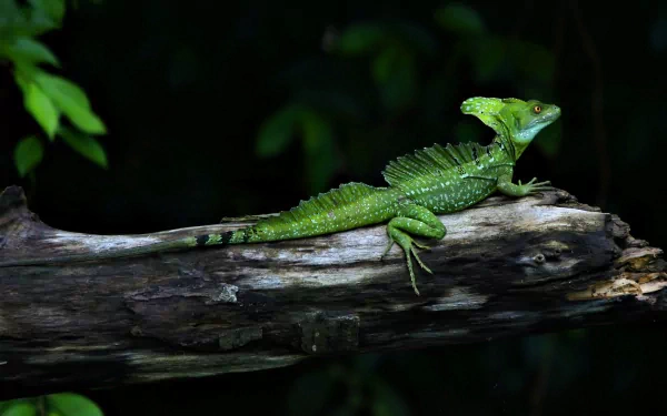 HD PC desktop wallpaper featuring a detailed green basilisk lizard perched on a branch against a dark, blurred natural background.