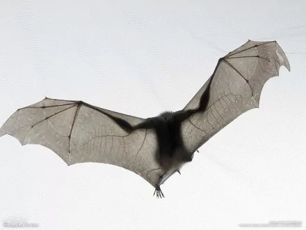 HD desktop wallpaper featuring a bat in mid-flight against a light background.