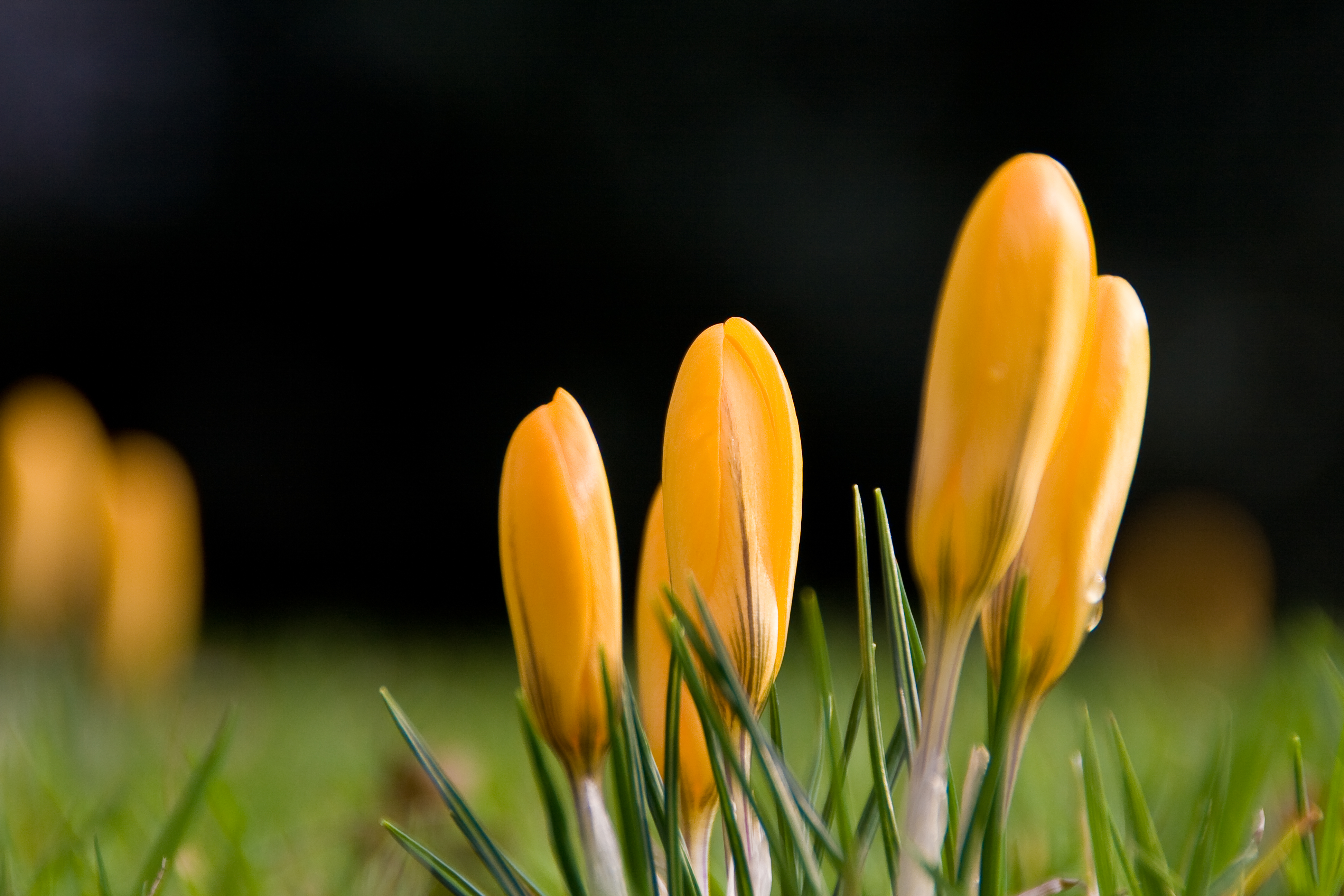 Earth Crocus HD Wallpaper | Background Image