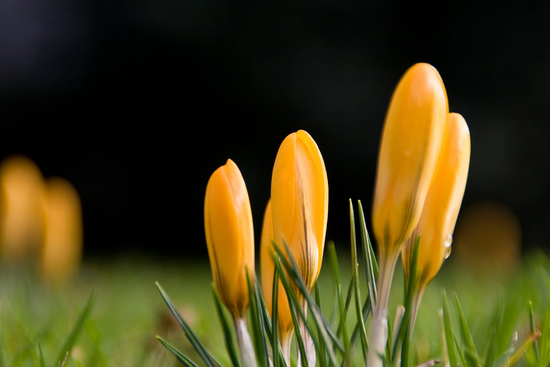 4K Ultra HD PC desktop wallpaper/background: close-up of golden crocus flowers in grass — flower, nature, crocus with soft blurred backdrop.