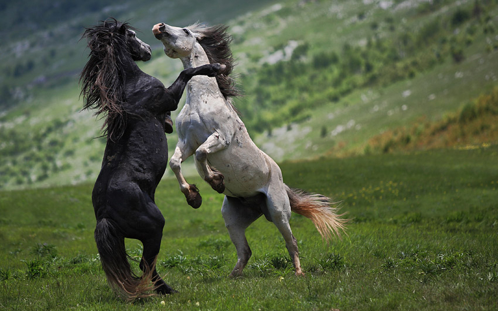 Charming horses this is the life. Лошади дерутся. Две лошади на дыбах. Вздыбленный конь.