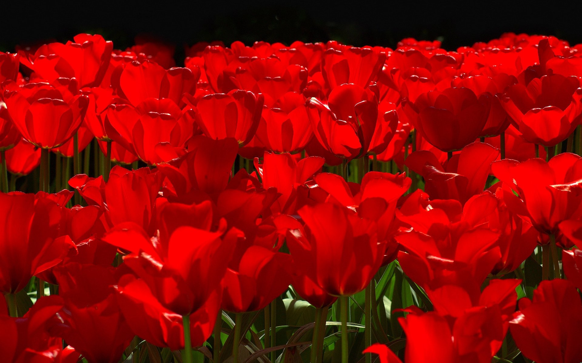 Download Flower Nature Tulip HD Wallpaper | 1920x1200 | Wallpaper Abyss