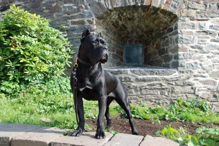 A black Cane Corso stands proudly outdoors, surrounded by lush greenery and a stone structure in the background, showcasing the breed's strength and beauty in this HD desktop wallpaper.