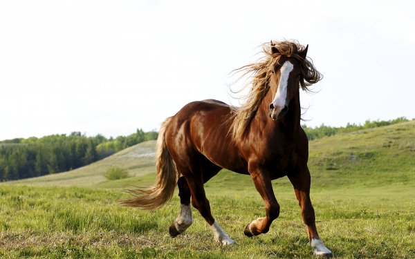 Animal Horse HD Wallpaper | Background Image