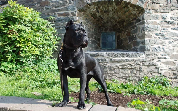 A black Cane Corso stands proudly outdoors, surrounded by lush greenery and a stone structure in the background, showcasing the breed's strength and beauty in this HD desktop wallpaper.