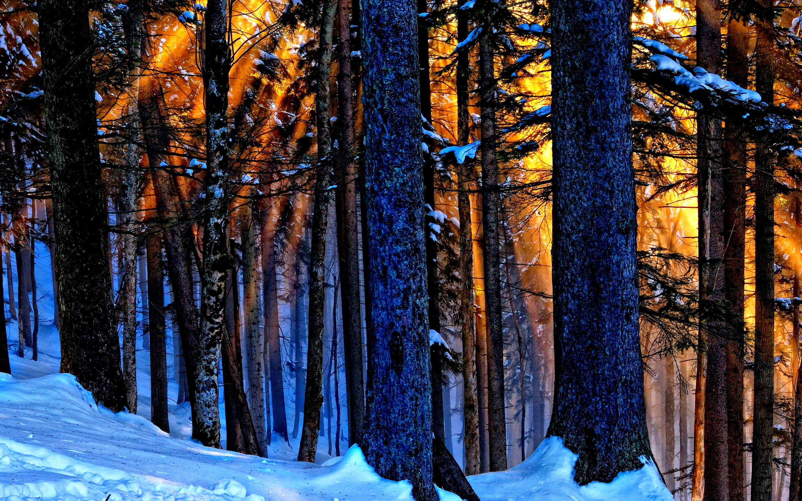 Nature Sunbeam HD Wallpaper | Background Image