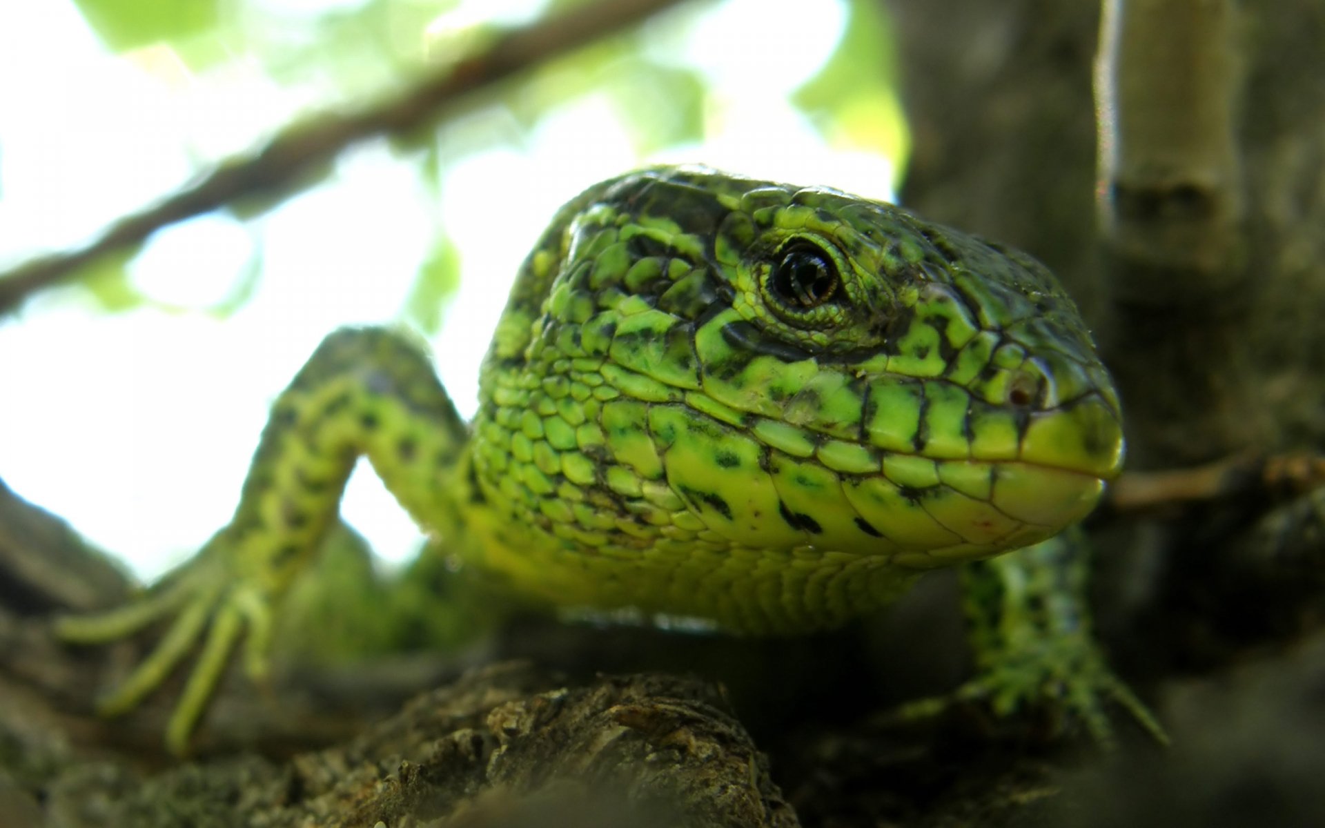 Download Animal Lizard HD Wallpaper | 2560x1600 | Wallpaper Abyss