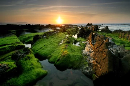 nature moss HD Desktop Wallpaper | Background Image